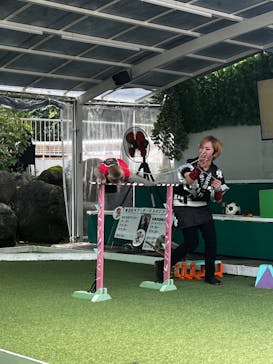 おさるランド＆アニタウン　日光さる軍団劇場に投稿された画像（2024/11/14）