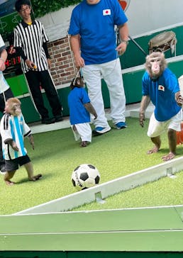 おさるランド＆アニタウン　日光さる軍団劇場に投稿された画像（2024/11/14）