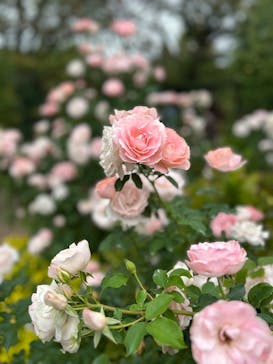 横浜イングリッシュガーデンに投稿された画像（2024/11/15）