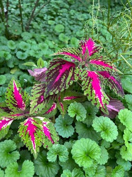 横浜イングリッシュガーデンに投稿された画像（2024/11/15）