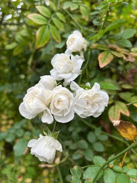 横浜イングリッシュガーデンに投稿された画像（2024/11/15）