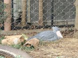 恩賜上野動物園に投稿された画像（2024/11/15）