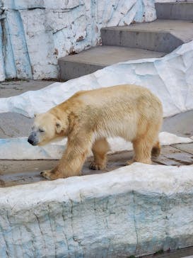 恩賜上野動物園に投稿された画像（2024/11/15）