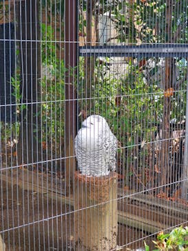 恩賜上野動物園に投稿された画像（2024/11/15）