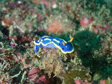 マイダイブに投稿された画像（2024/11/15）