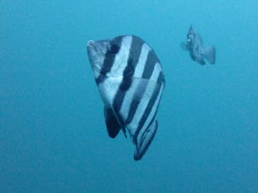 マイダイブに投稿された画像（2024/11/15）