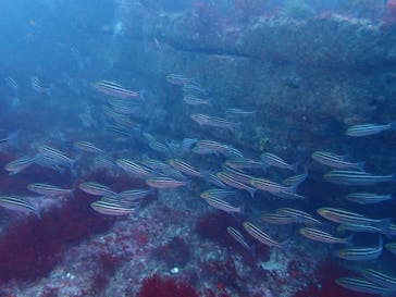 マイダイブに投稿された画像（2024/11/15）