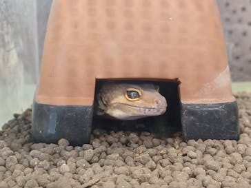 いきもの探検隊上尾に投稿された画像（2024/11/15）