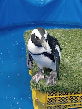 いきもの探検隊上尾に投稿された画像（2024/11/15）