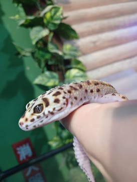 いきもの探検隊上尾に投稿された画像（2024/11/15）