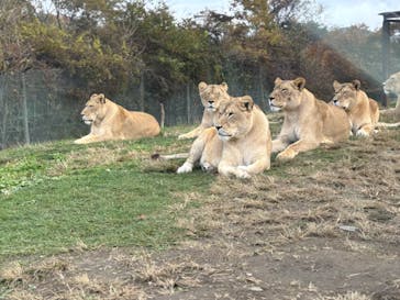 東北サファリパークに投稿された画像（2024/11/15）