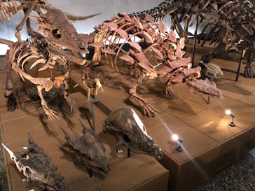 福井県立恐竜博物館に投稿された画像（2024/11/15）