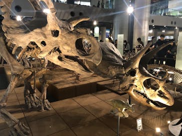 福井県立恐竜博物館に投稿された画像（2024/11/15）