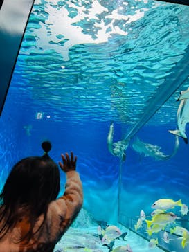 アクアワールド茨城県大洗水族館に投稿された画像（2024/11/15）