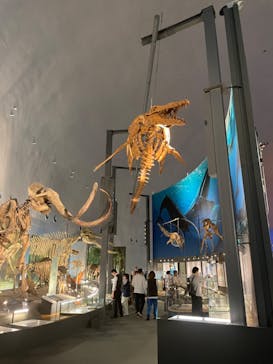 福井県立恐竜博物館に投稿された画像（2024/11/15）