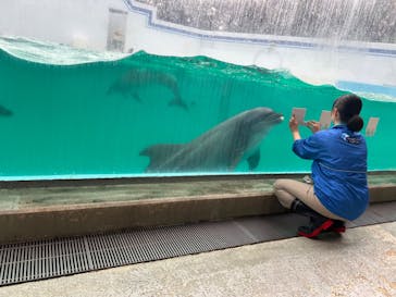 しながわ水族館に投稿された画像（2024/11/15）
