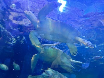 しながわ水族館に投稿された画像（2024/11/15）