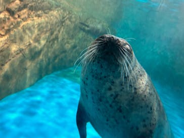 しながわ水族館に投稿された画像（2024/11/15）