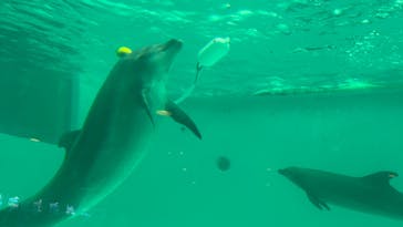 しながわ水族館に投稿された画像（2024/11/15）