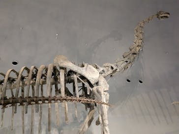 福井県立恐竜博物館に投稿された画像（2024/11/15）