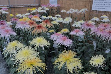 小田原城に投稿された画像（2024/11/14）