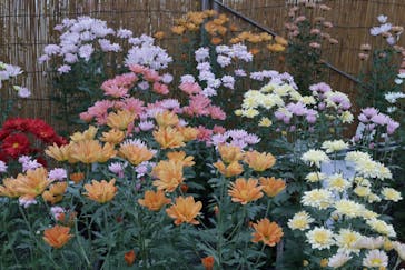 小田原城に投稿された画像（2024/11/14）