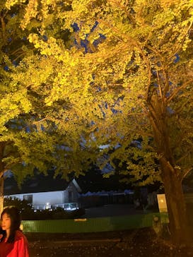 国営昭和記念公園 秋の夜散歩に投稿された画像（2024/11/15）