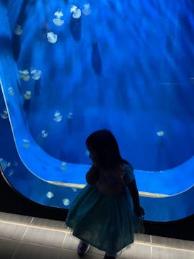 鴨川シーワールドに投稿された画像（2024/11/15）