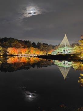 国営昭和記念公園 秋の夜散歩に投稿された画像（2024/11/15）