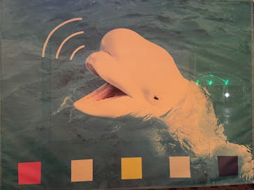 横浜・八景島シーパラダイスに投稿された画像（2024/11/15）