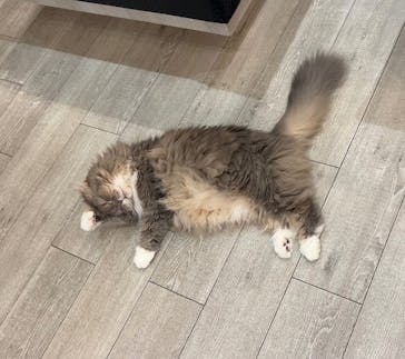 猫カフェモカ　アルシェ大宮店に投稿された画像（2024/11/15）