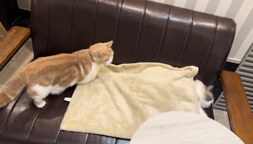 猫カフェモカ　アルシェ大宮店に投稿された画像（2024/11/15）