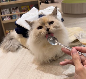 猫カフェモカ　アルシェ大宮店に投稿された画像（2024/11/15）