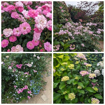 横浜イングリッシュガーデンに投稿された画像（2024/11/15）