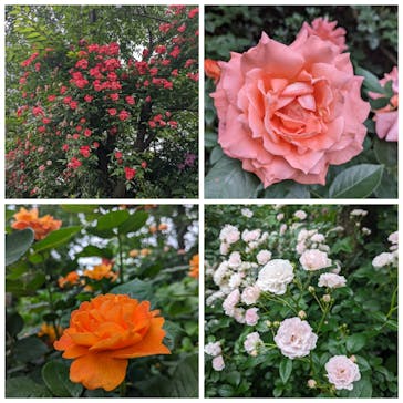 横浜イングリッシュガーデンに投稿された画像（2024/11/15）