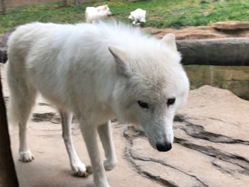 那須どうぶつ王国に投稿された画像（2024/11/16）