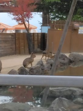 那須どうぶつ王国に投稿された画像（2024/11/16）