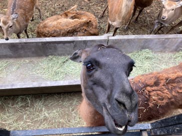 那須サファリパークに投稿された画像（2024/11/16）