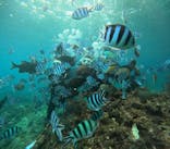 沖縄マリンサービス碧に投稿された画像（2024/11/16）