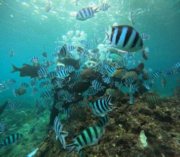 沖縄マリンサービス碧に投稿された画像（2024/11/16）