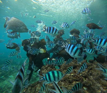 沖縄マリンサービス碧に投稿された画像（2024/11/16）