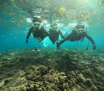 沖縄マリンサービス碧に投稿された画像（2024/11/16）