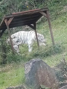 伊豆アニマルキングダムに投稿された画像（2024/11/16）