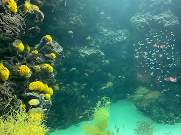 環境水族館アクアマリンふくしまに投稿された画像（2024/11/16）