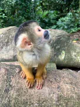 石垣やいま村に投稿された画像（2024/11/16）