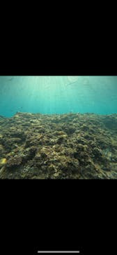 武藤潜水に投稿された画像（2024/11/16）