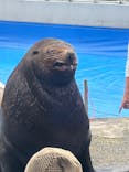 大分マリーンパレス水族館 「うみたまご」に投稿された画像（2024/11/16）