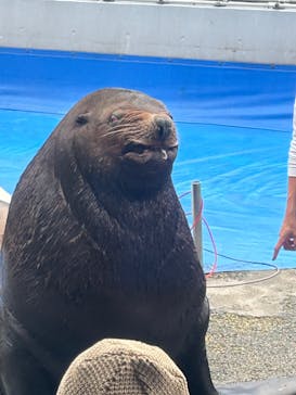大分マリーンパレス水族館 「うみたまご」に投稿された画像（2024/11/16）