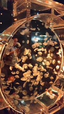 マクセル アクアパーク品川に投稿された画像（2024/11/16）