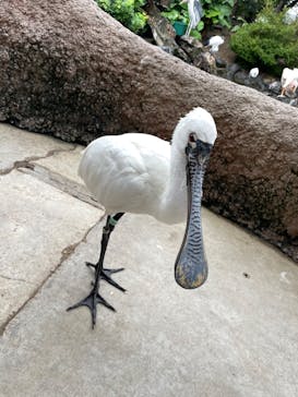 神戸どうぶつ王国に投稿された画像（2024/11/16）